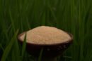 ஆத்தூர் கிச்சிலி அரிசி(Athur khichli rice) 1kg