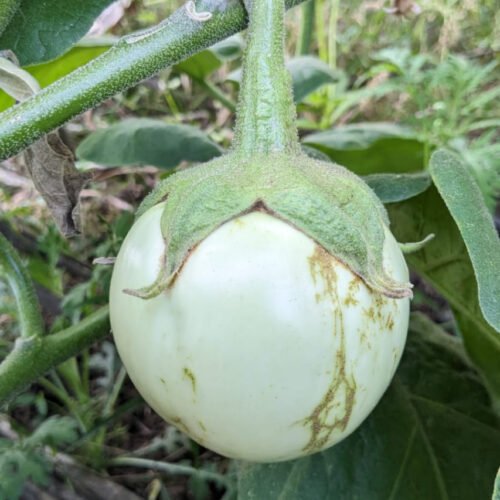 எட்டுநாழி கத்தரி (Ettunazhi brinjal)