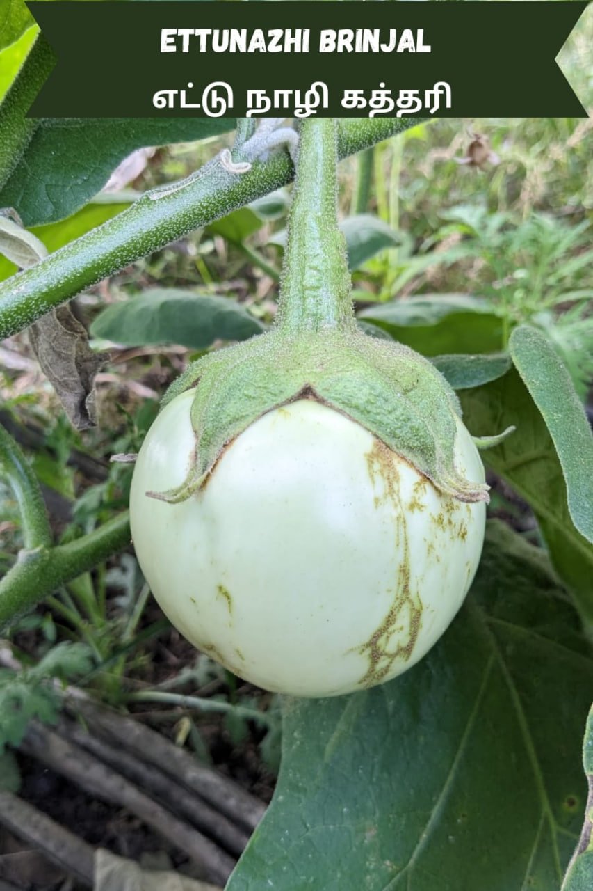 எட்டுநாழி கத்தரி (Ettunazhi brinjal)