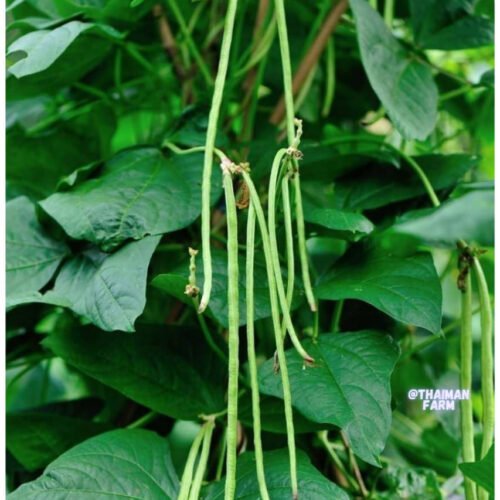 காராமணி (பெரும்பயறு)