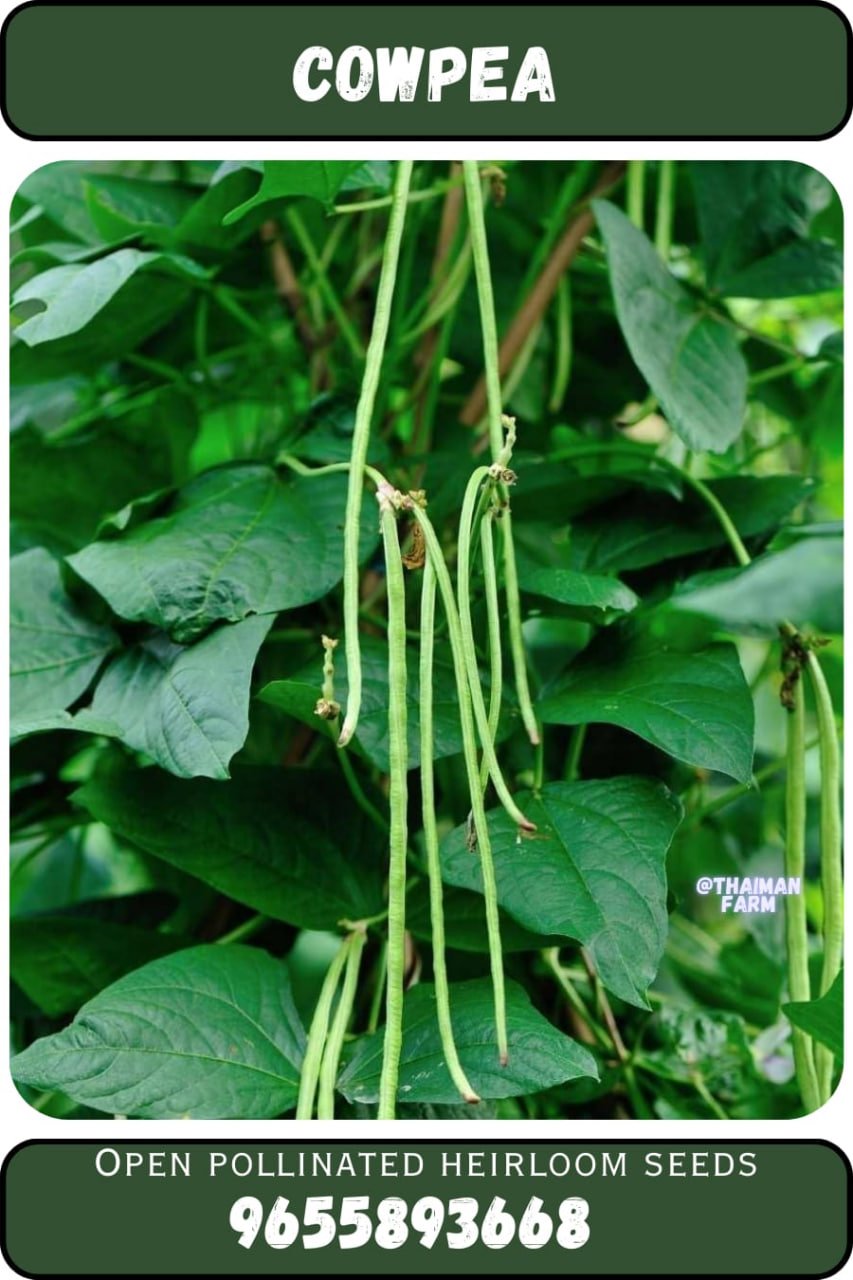 காராமணி (பெரும்பயறு)