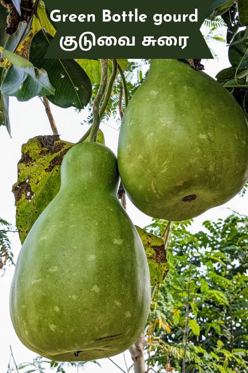 குடுவை சுரை (Strong shell bottle gourd)