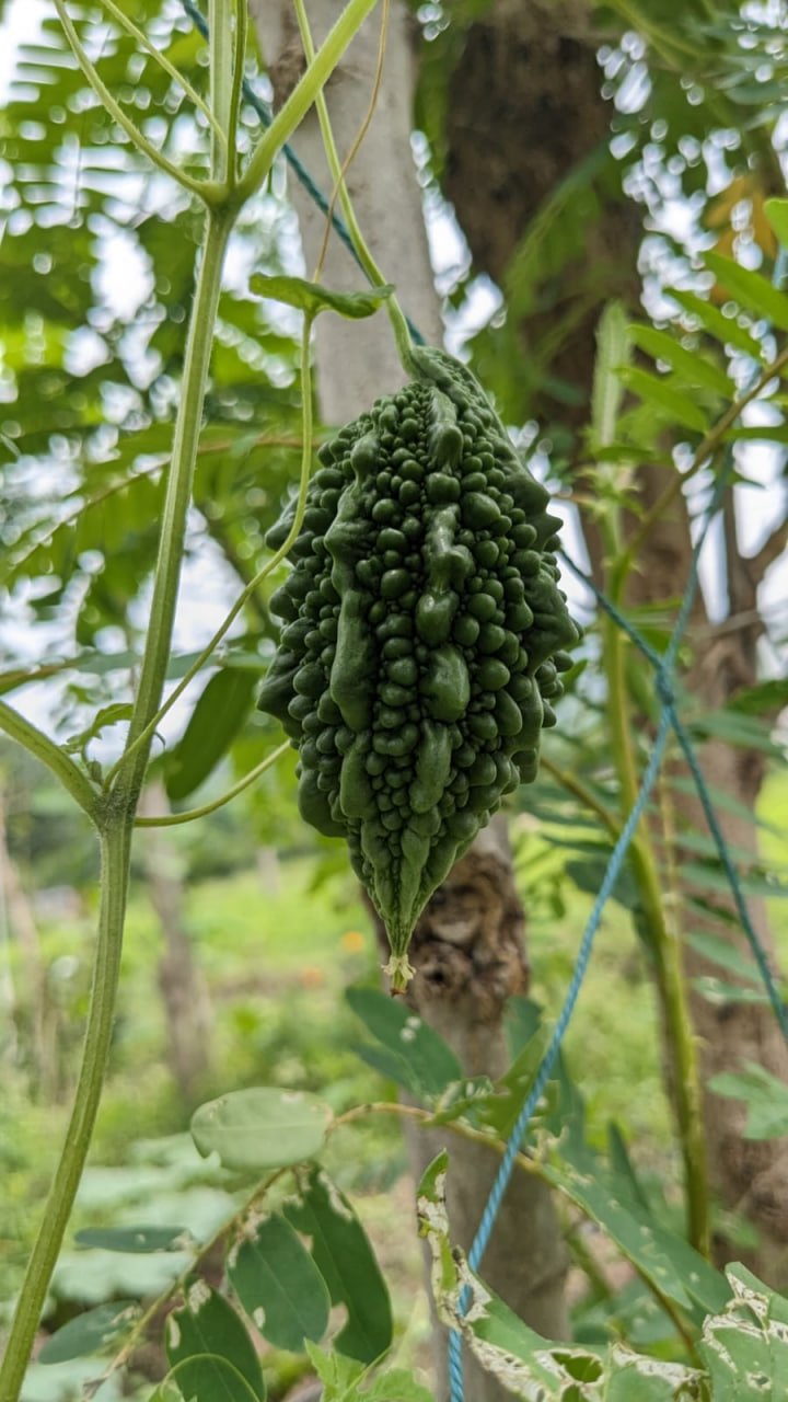 குண்டு பாகற்காய் - Image 2