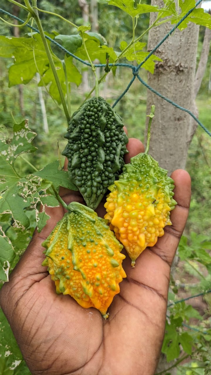 குண்டு பாகற்காய்
