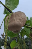 கொடி உருளை(Air potato)