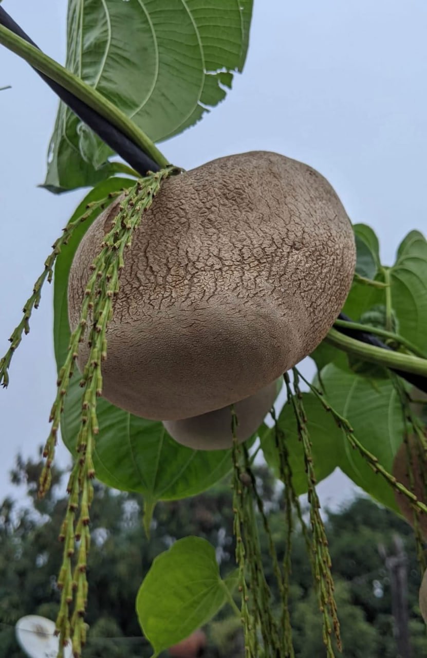 கொடி உருளை(Air potato)