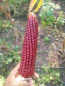 சிவப்பு மக்காச்சோளம்