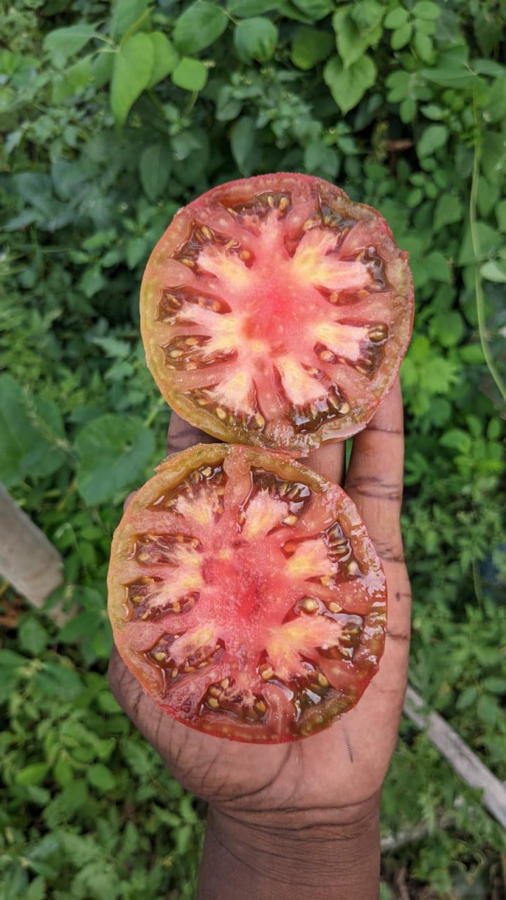 சேரோகி பர்பள் தக்காளி (Cherokee purple Tomato)