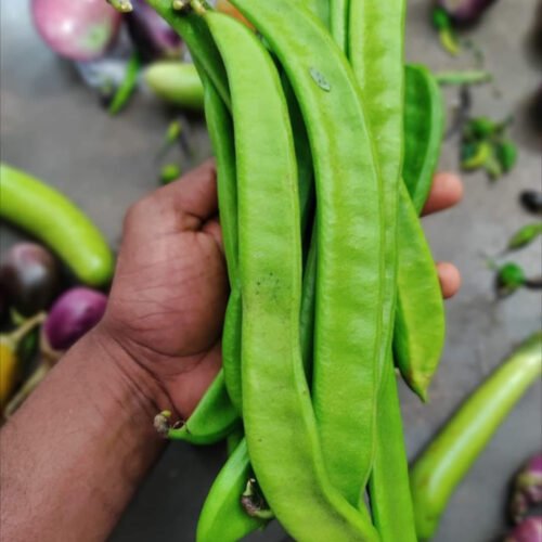 தம்பட்டை அவரை