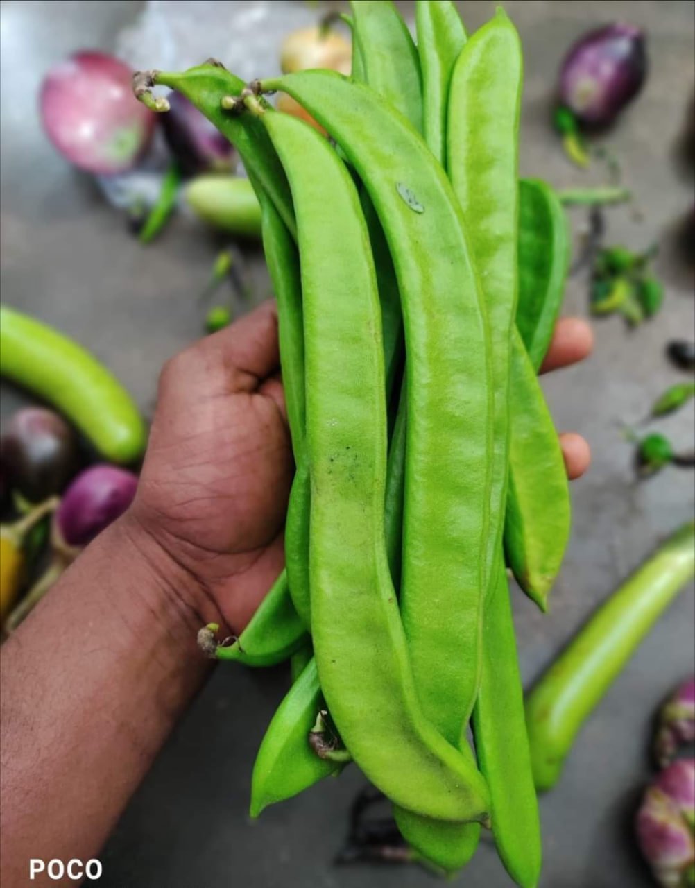 தம்பட்டை அவரை