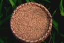 நாட்டு கம்பு (Desi pearl millet)