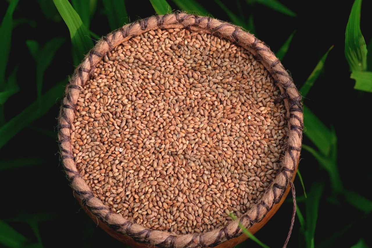 நாட்டு கம்பு (Desi pearl millet)