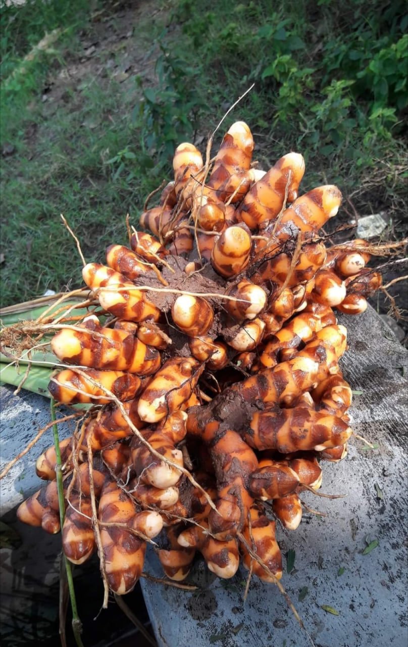 நாட்டு மஞ்சள்