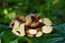 மா இஞ்சி(Mango ginger)