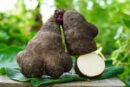 வெற்றிலை வள்ளி கிழங்கு (Yam)