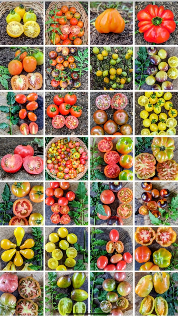50 varieties combo - Image 2