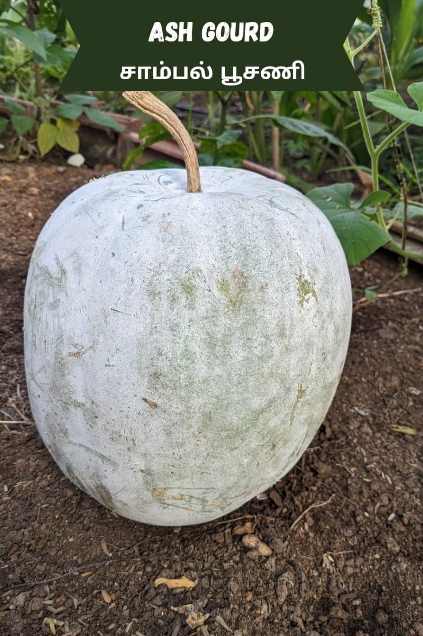 Ash gourd (சாம்பல் பூசணிக்காய்)