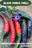 Black cobra chilli