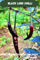 Black long chilli