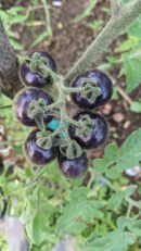 Blueberry tomato (கருஞ்சிவப்பு தக்காளி)