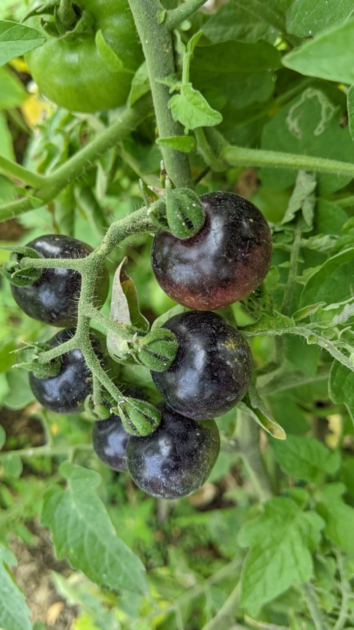 Blueberry tomato (கருஞ்சிவப்பு தக்காளி) - Image 3
