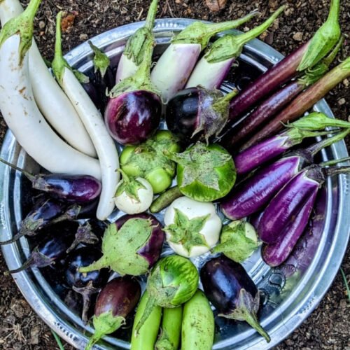 Brinjal combo