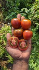 Brown apple Tomato