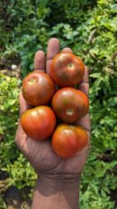 Brown berry Tomato
