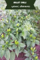 Bullet chilli (புல்லட் மிளகாய்)