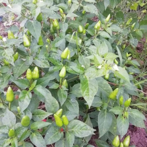 Bullet chilli (புல்லட் மிளகாய்)