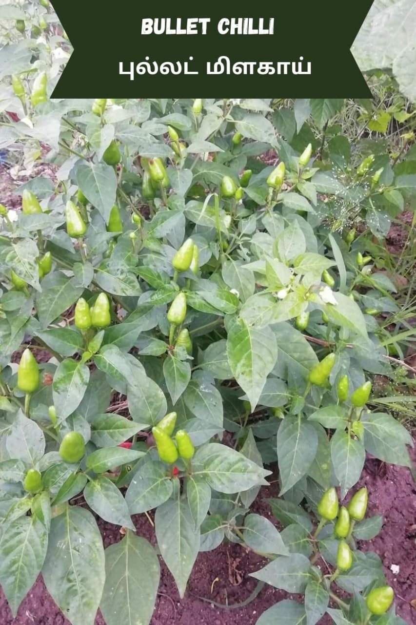 Bullet chilli (புல்லட் மிளகாய்)