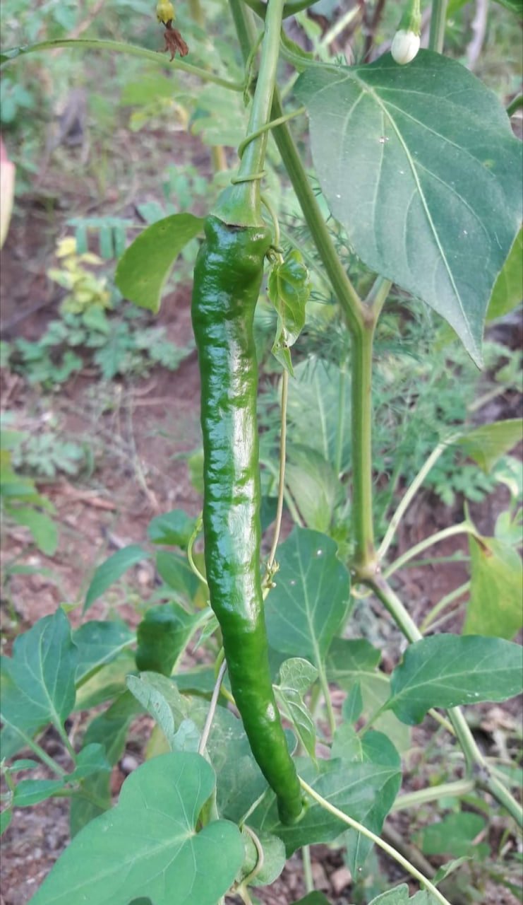 Bydagi chilli (பேடகி மிளகாய்) - Image 2