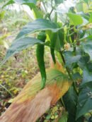 Bydagi chilli (பேடகி மிளகாய்)