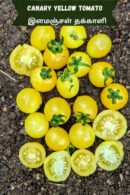Canary yellow Tomato