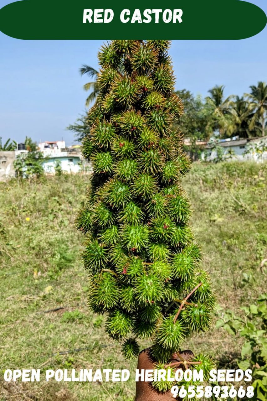 Castor (பேராமணக்கு)