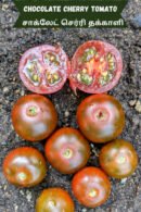 Chocolate cherry Tomato