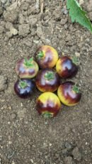 Cream yellow tomato