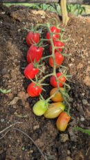 Cruise long cherry Tomato