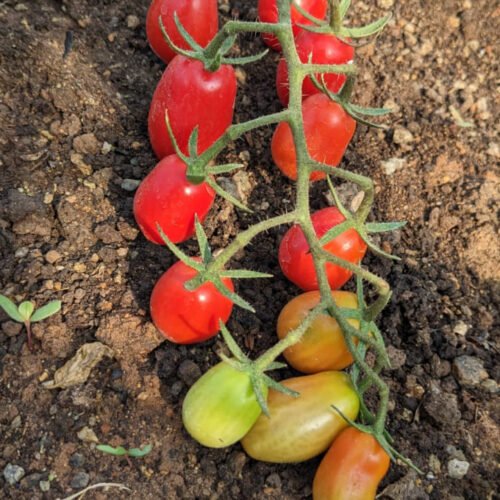 Cruise long cherry Tomato