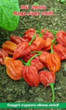 Ghee chilli (நெய் மிளகாய்)