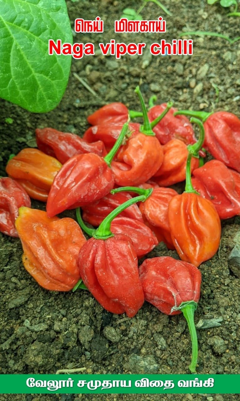 Ghee chilli (நெய் மிளகாய்)