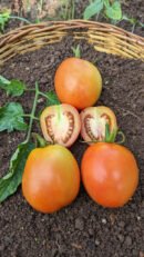 Giant apple Tomato