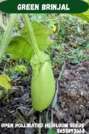 Green brinjal