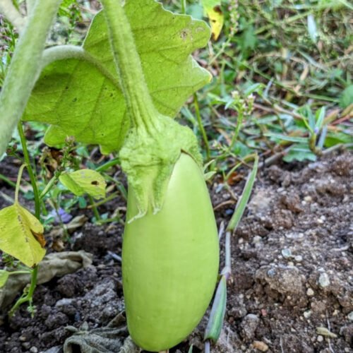 Green brinjal