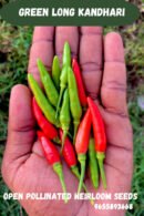 Green long kandhari chilli