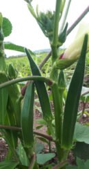 Green okra (பச்சை வெண்டை)