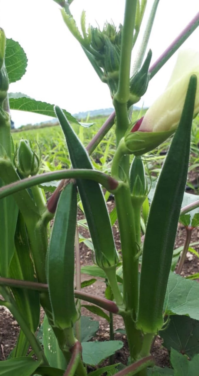 Green okra (பச்சை வெண்டை)