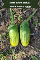 Green stripe brinjal பச்சை சாரை கத்தரி