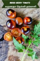 Indigo berry Tomato