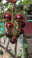 Indigo cherry